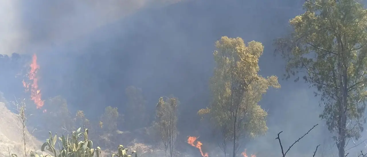Calabria in fiamme, brucia la provincia di Cosenza: incendi a Cassano, Firmo e San Marco\n