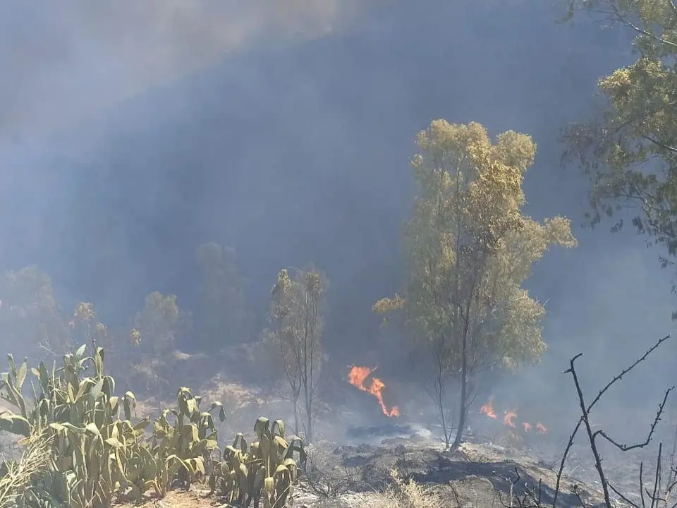 Calabria in fiamme, brucia la provincia di Cosenza: incendi a Cassano, Firmo e San Marco