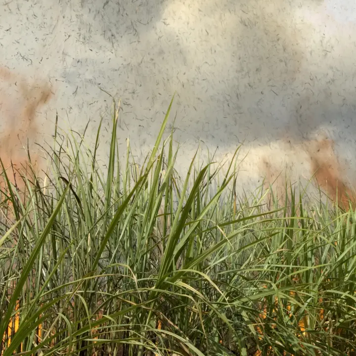Gioia Tauro, incendio doloso distrugge raccolto di una cooperativa sui campi confiscati alla 'ndrangheta\n