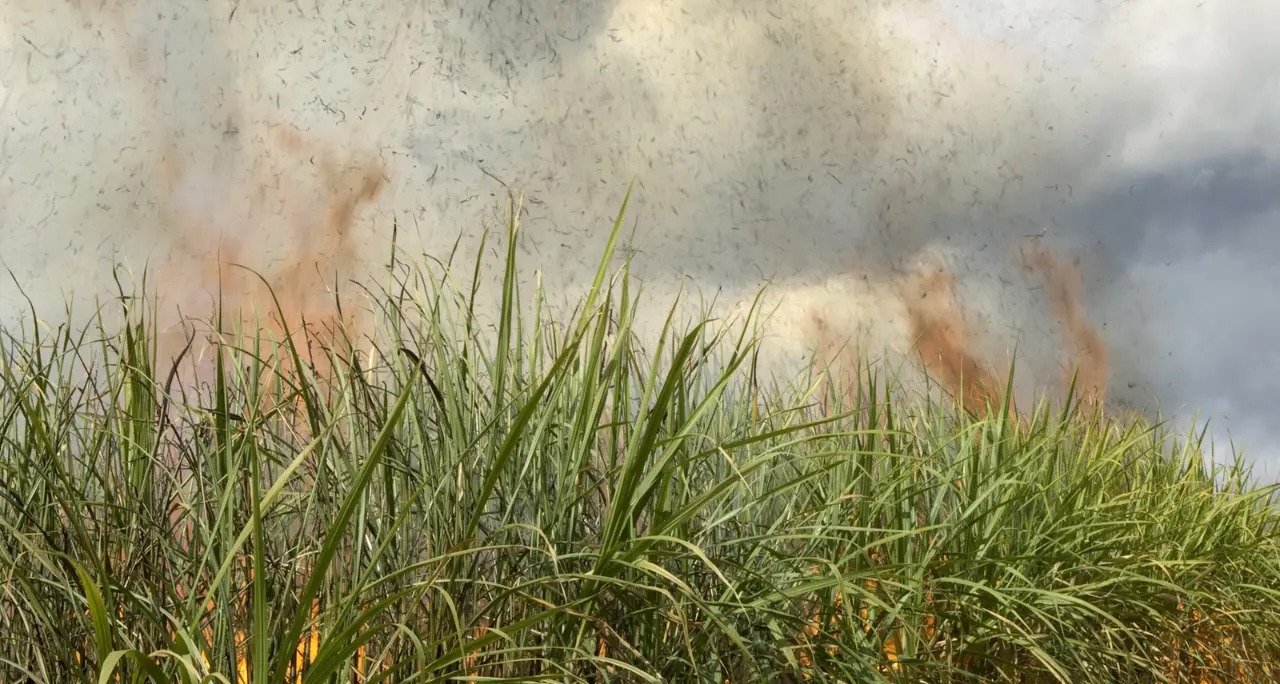 Gioia Tauro, incendio doloso distrugge raccolto di una cooperativa sui campi confiscati alla 'ndrangheta\n