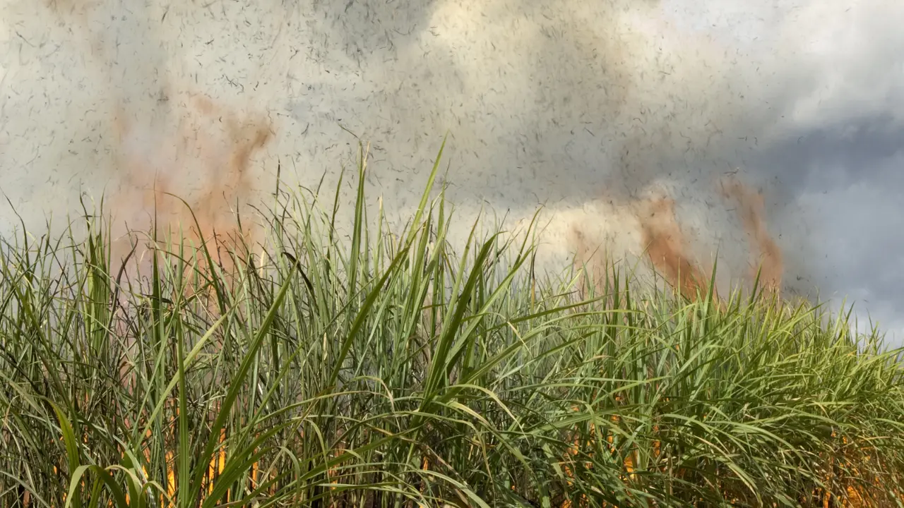 Gioia Tauro, incendio doloso distrugge raccolto di una cooperativa sui campi confiscati alla 'ndrangheta\n
