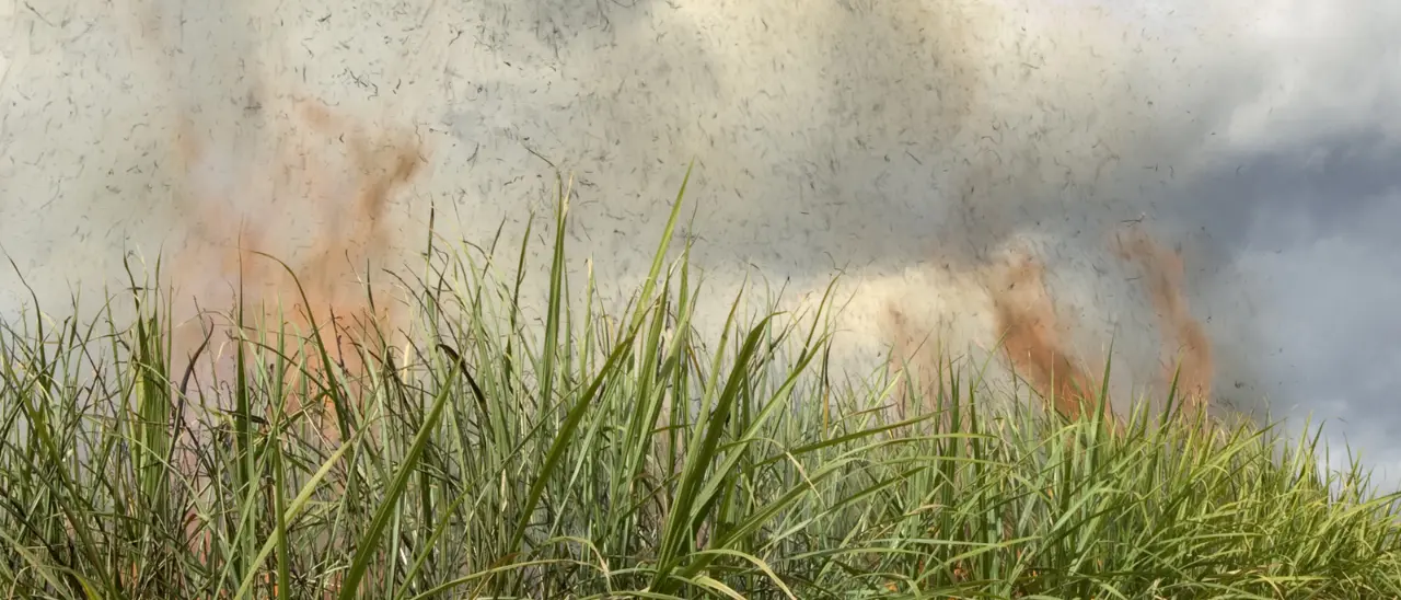 Gioia Tauro, incendio doloso distrugge raccolto di una cooperativa sui campi confiscati alla 'ndrangheta\n