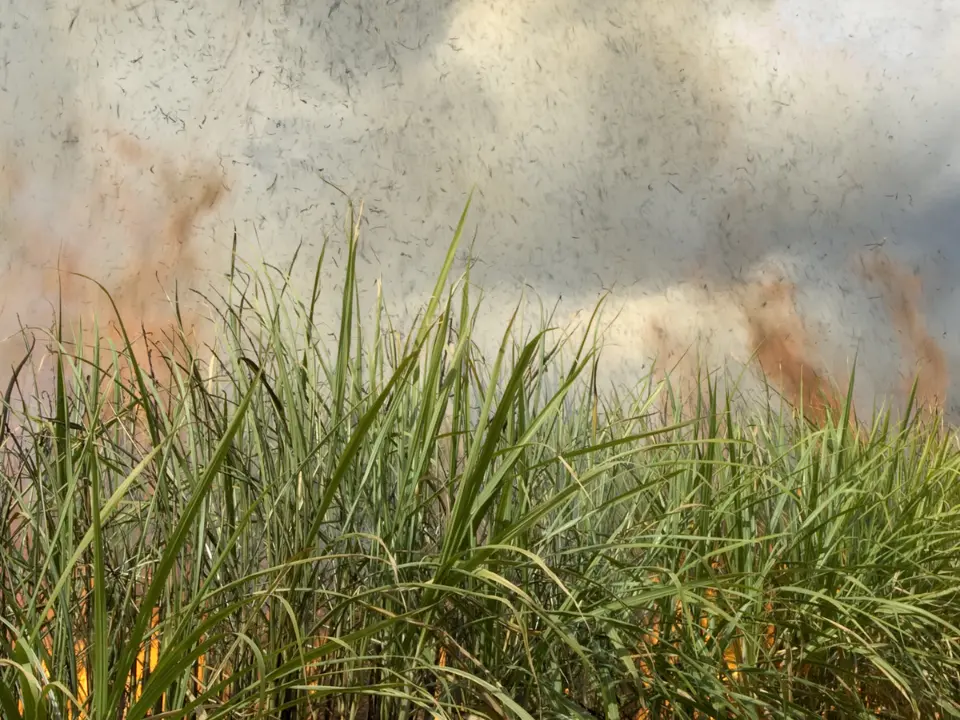Gioia Tauro, incendio doloso distrugge raccolto di una cooperativa sui campi confiscati alla 'ndrangheta