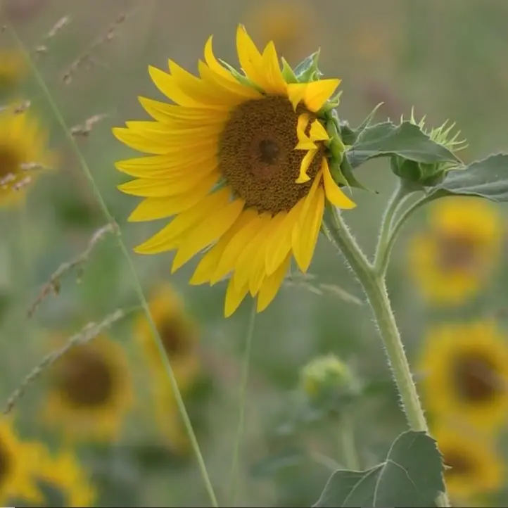 Un mare di girasoli, a San Floro uno «spettacolo della natura\u00A0meraviglioso. Esperienza bellissima»\n
