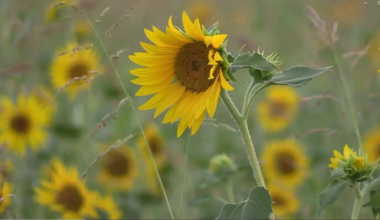 Un mare di girasoli, a San Floro uno «spettacolo della natura\u00A0meraviglioso. Esperienza bellissima»\n