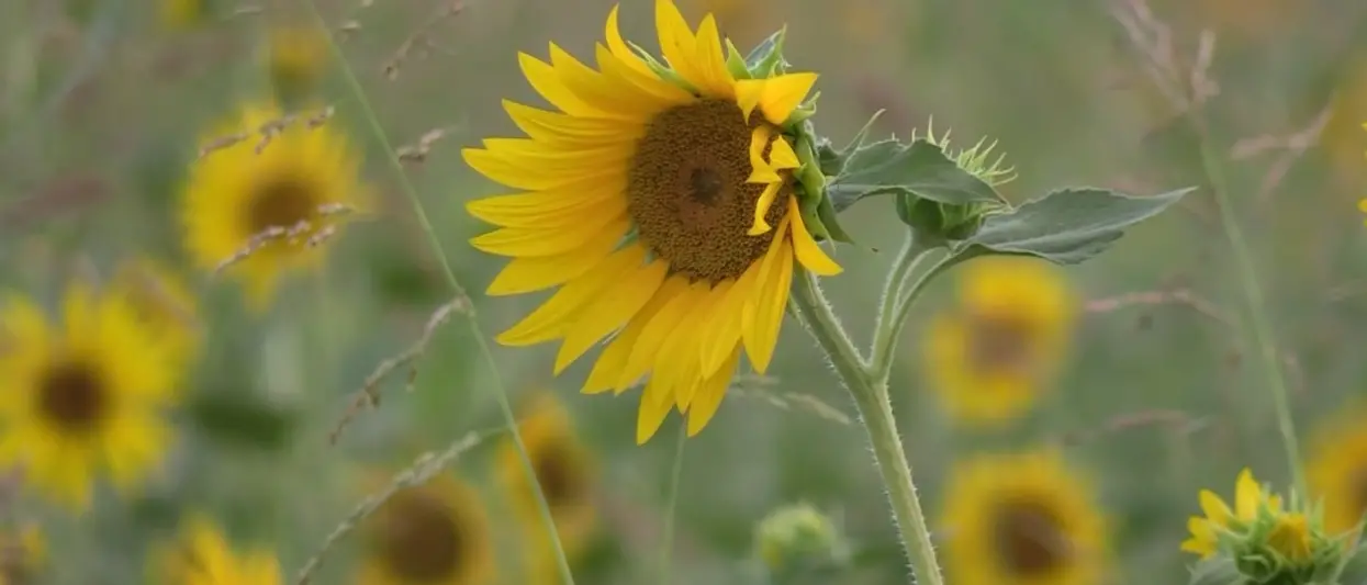 Un mare di girasoli, a San Floro uno «spettacolo della natura\u00A0meraviglioso. Esperienza bellissima»\n