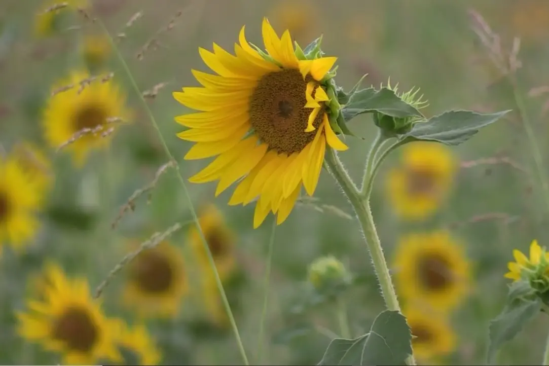 Un mare di girasoli, a San Floro uno «spettacolo della natura\u00A0meraviglioso. Esperienza bellissima»\n