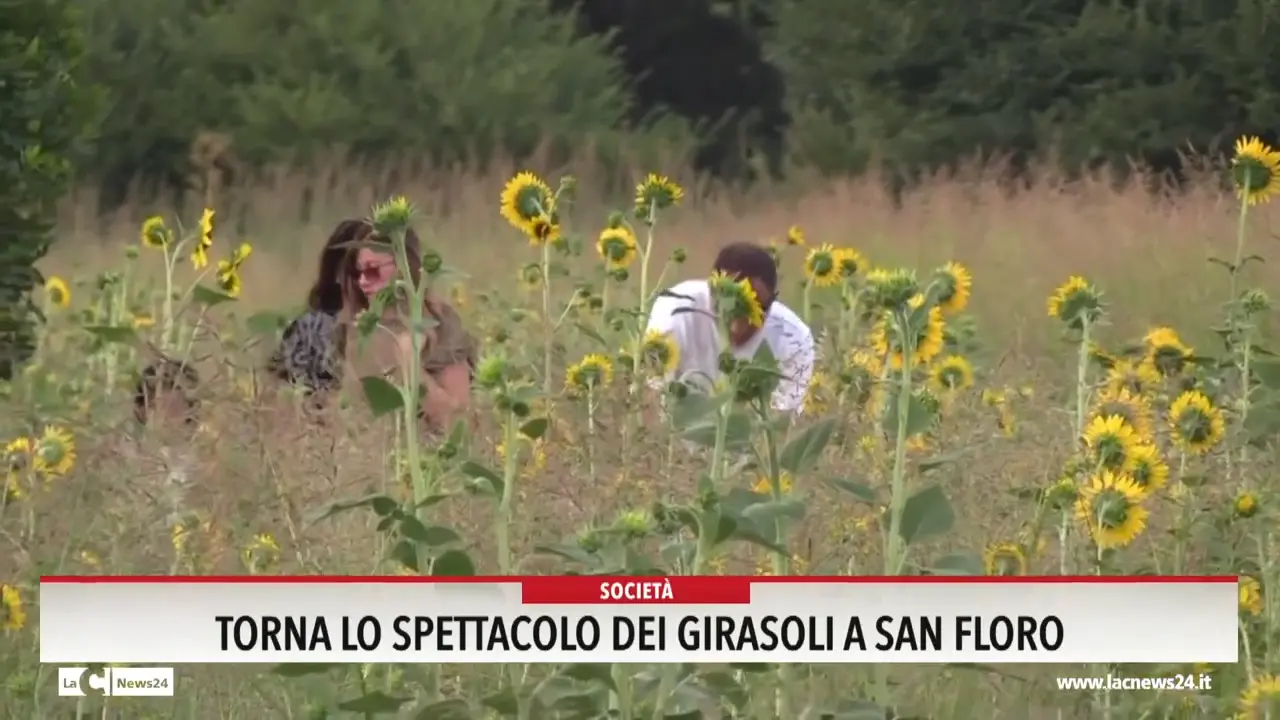 Torna lo spettacolo dei girasoli a San Floro