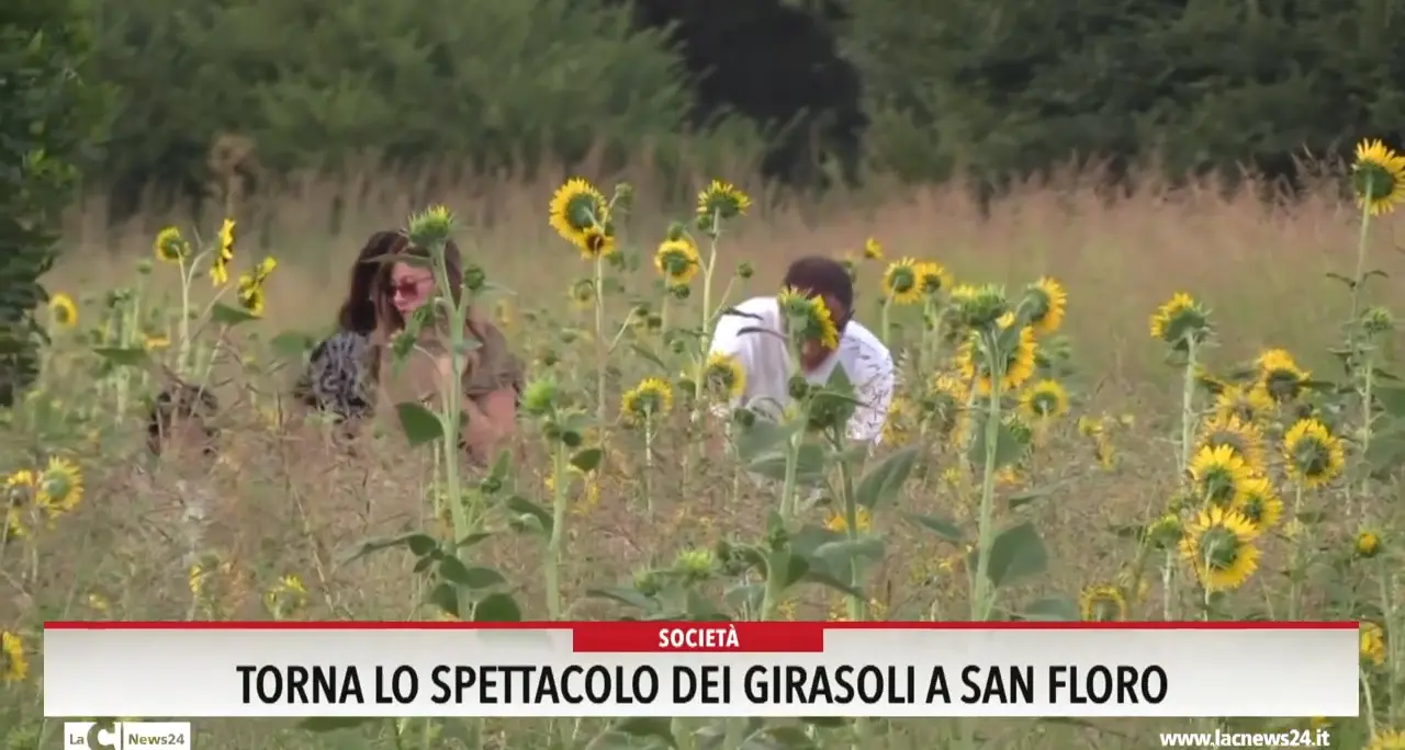 Torna lo spettacolo dei girasoli a San Floro