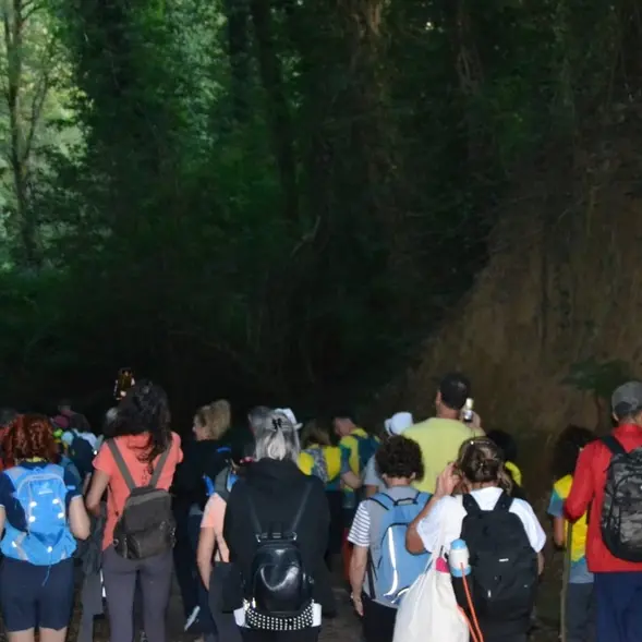 Nel Vibonese un’escursione notturna alla scoperta del bosco Archiforo\n