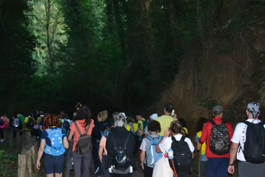 Nel Vibonese un’escursione notturna alla scoperta del bosco Archiforo\n