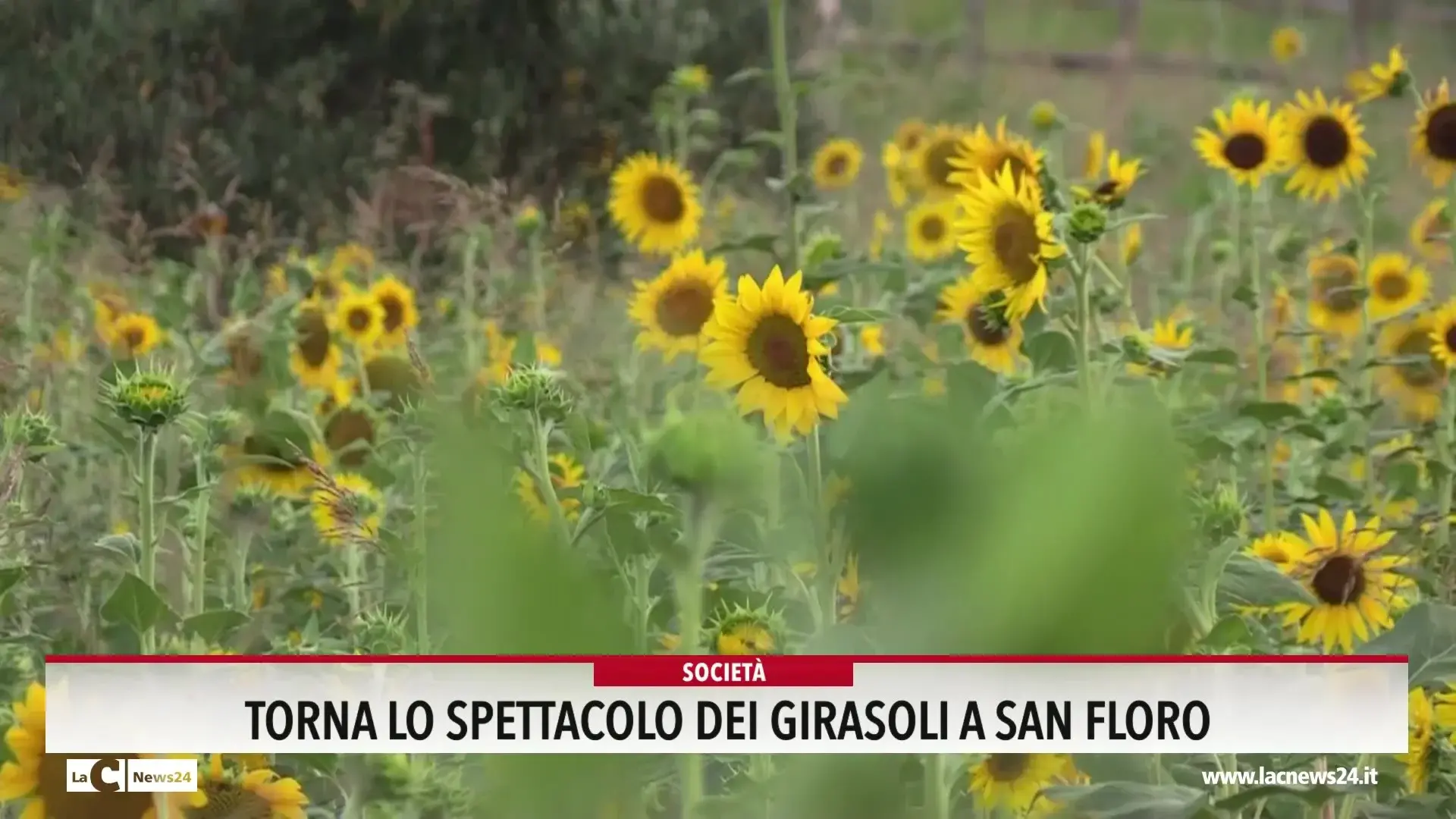 Torna lo spettacolo dei girasoli a San Floro