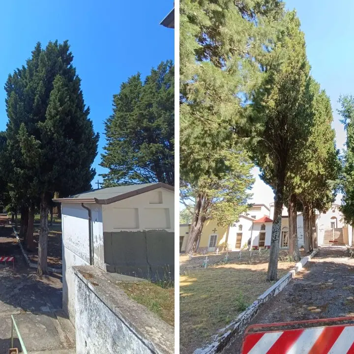 Platania, Legambiente preoccupata per il possibile abbattimento degli alberi al cimitero\n