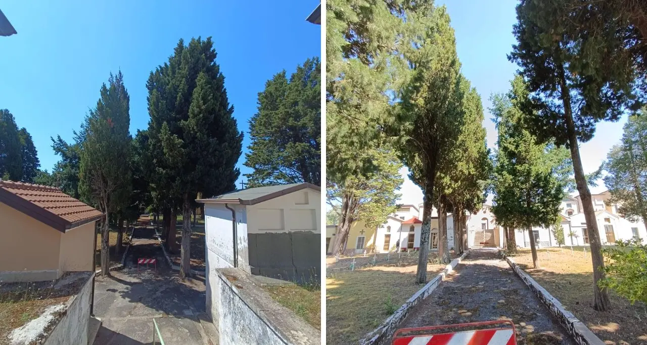 Platania, Legambiente preoccupata per il possibile abbattimento degli alberi al cimitero\n