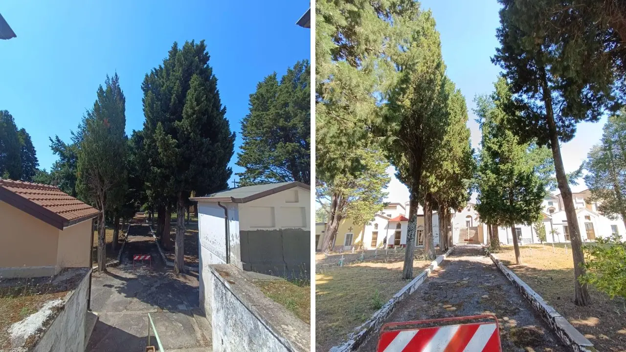 Platania, Legambiente preoccupata per il possibile abbattimento degli alberi al cimitero\n