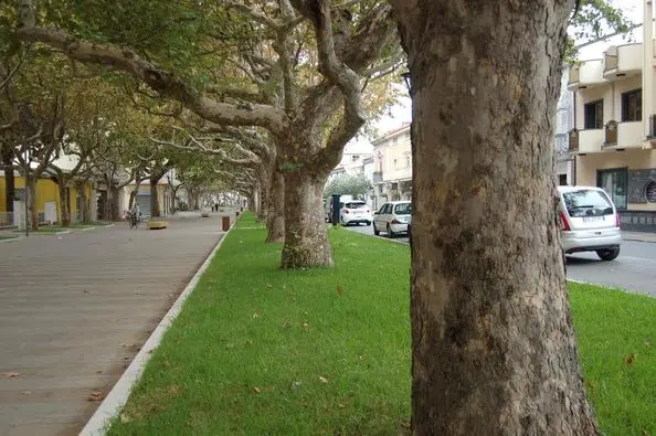 Praia, i platani di viale della Libertà dichiarati \"Alberi monumentali\"
