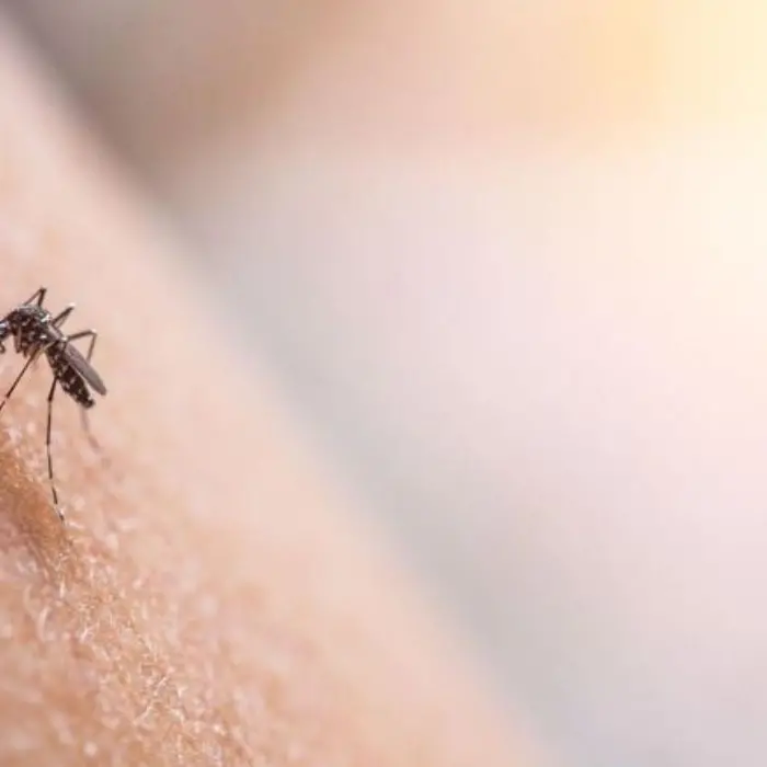 Italia, salgono i casi di Dengue: Lombardia regione più colpita