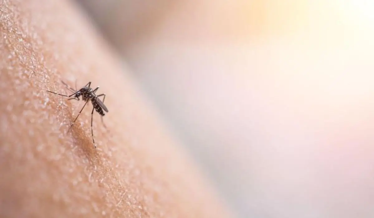 Italia, salgono i casi di Dengue: Lombardia regione più colpita