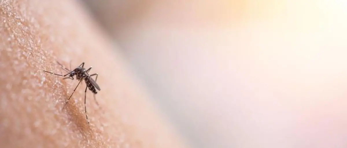 Italia, salgono i casi di Dengue: Lombardia regione più colpita