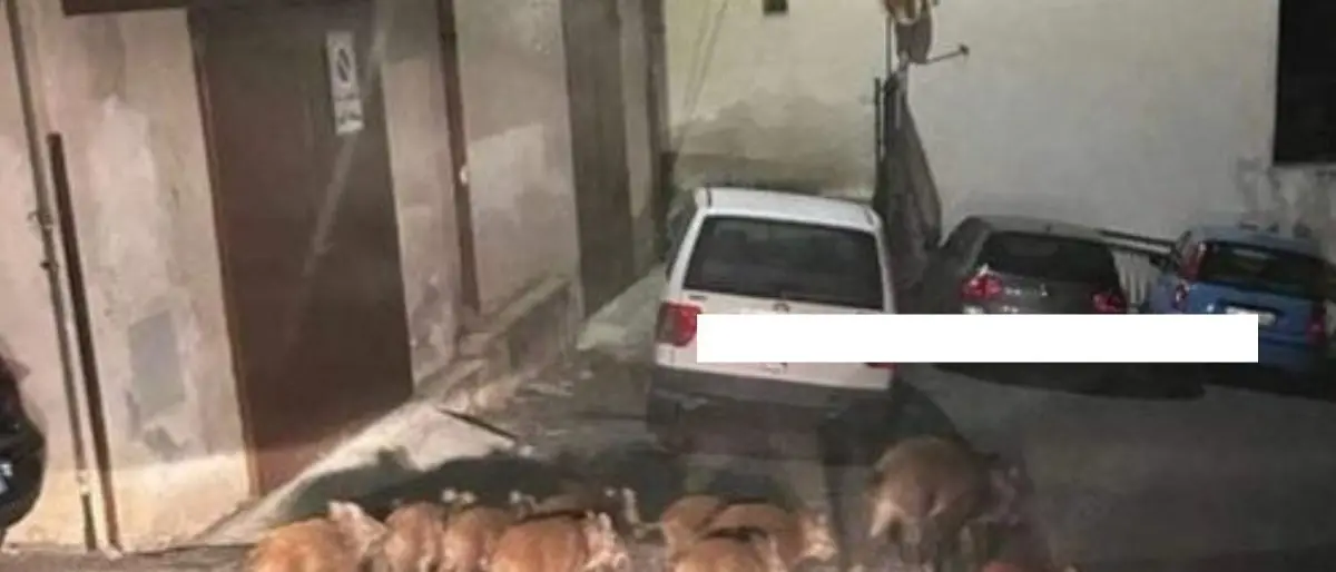 Corigliano Rossano, i cinghiali scorrazzano nei centri storici