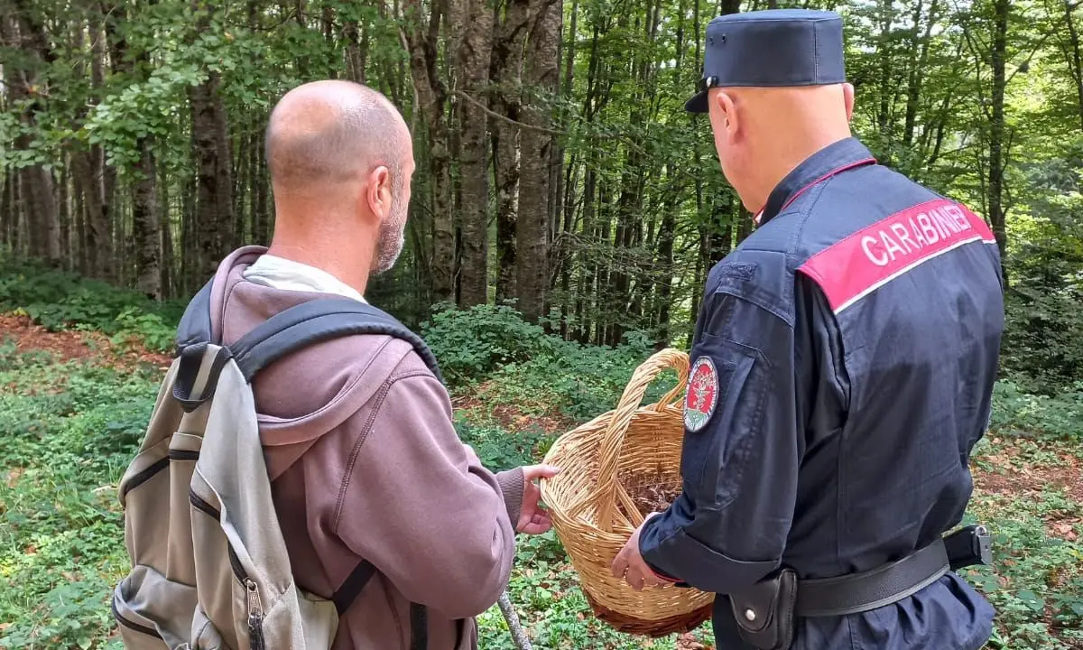 Parco Nazionale della Sila, decine di sanzioni contro i cercatori di funghi