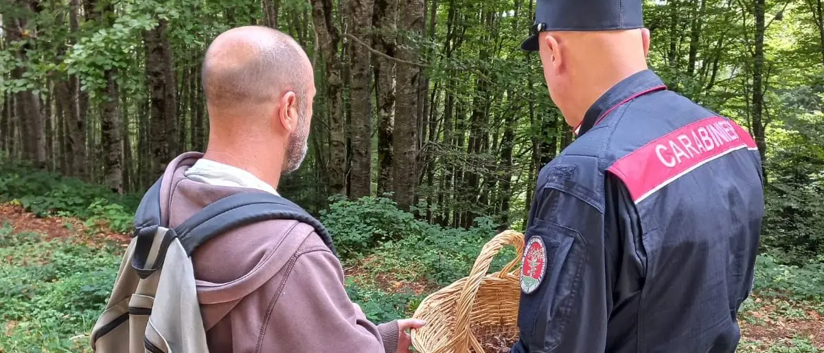 Parco Nazionale della Sila, decine di sanzioni contro i cercatori di funghi