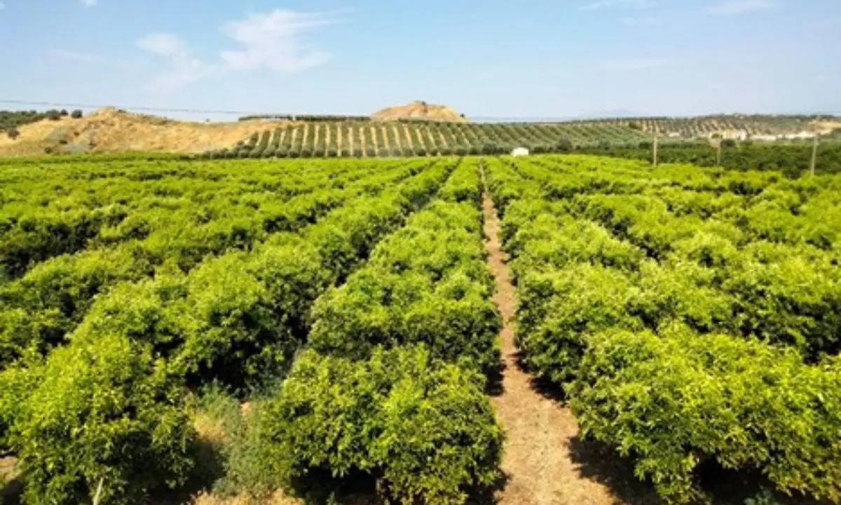Sfide e speranze degli agricoltori della Sibaritide-Pollino: agrumi, prezzi e incognite