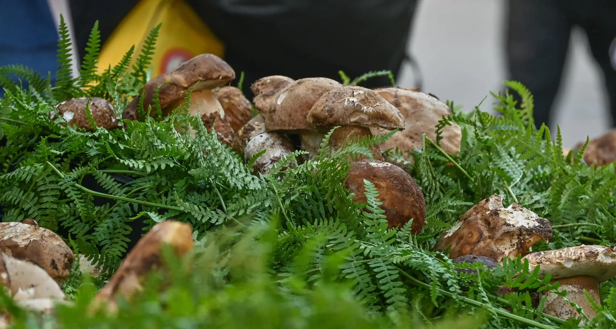 Camigliatello dopo un agosto bollente pensa già\u00A0 al rito d’autunno per eccellenza: la Sagra del fungo\n