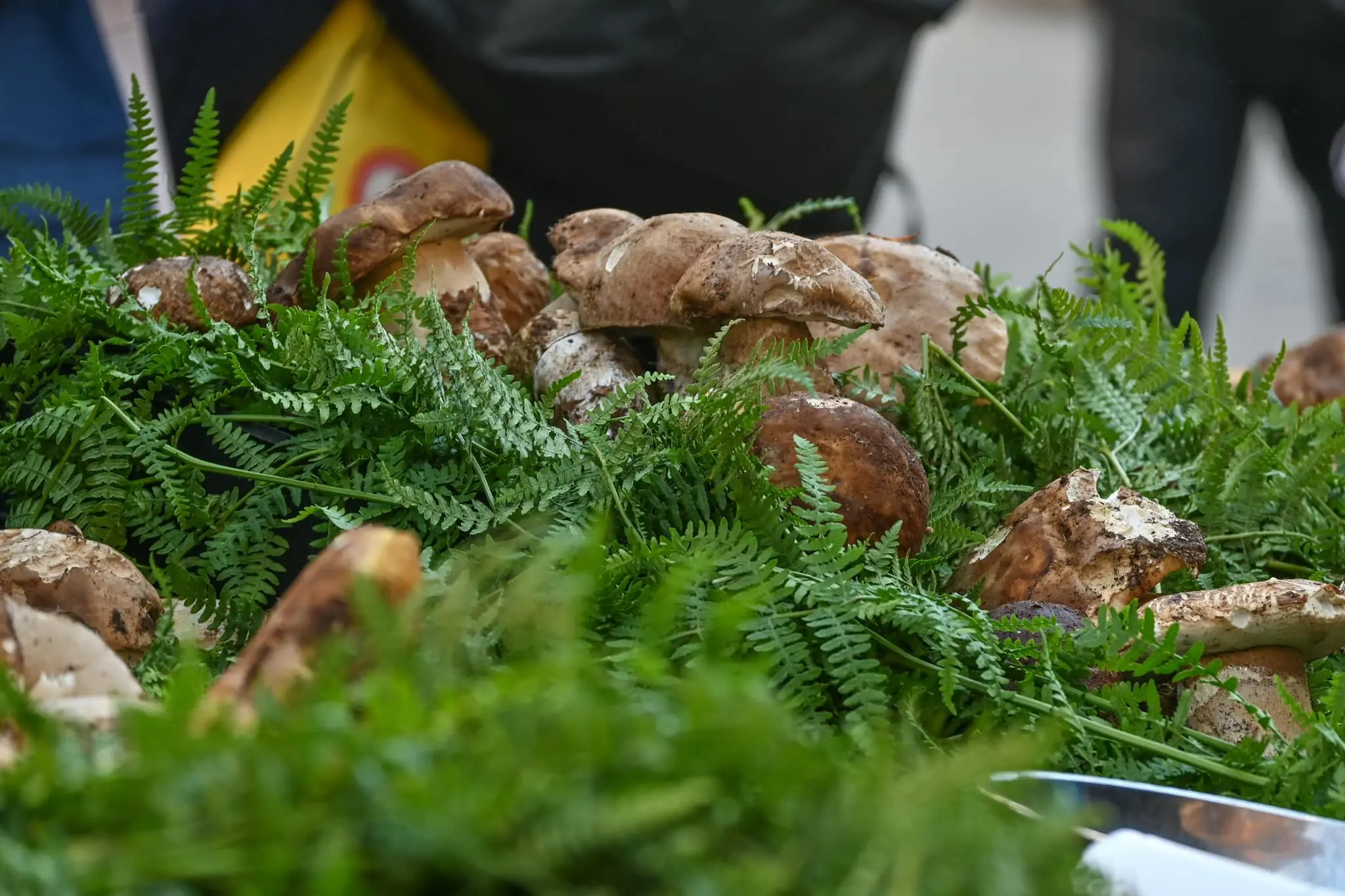 Camigliatello dopo un agosto bollente pensa già\u00A0 al rito d’autunno per eccellenza: la Sagra del fungo\n
