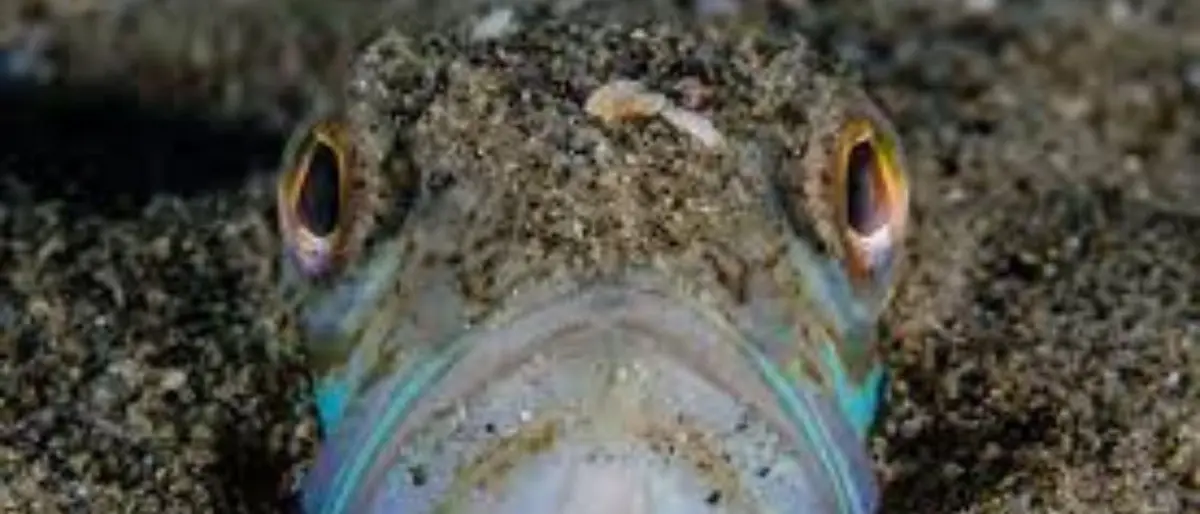 Punto da pesce tracina a Lido Sant'Angelo di Rossano: uomo in fuga provoca caos stradale