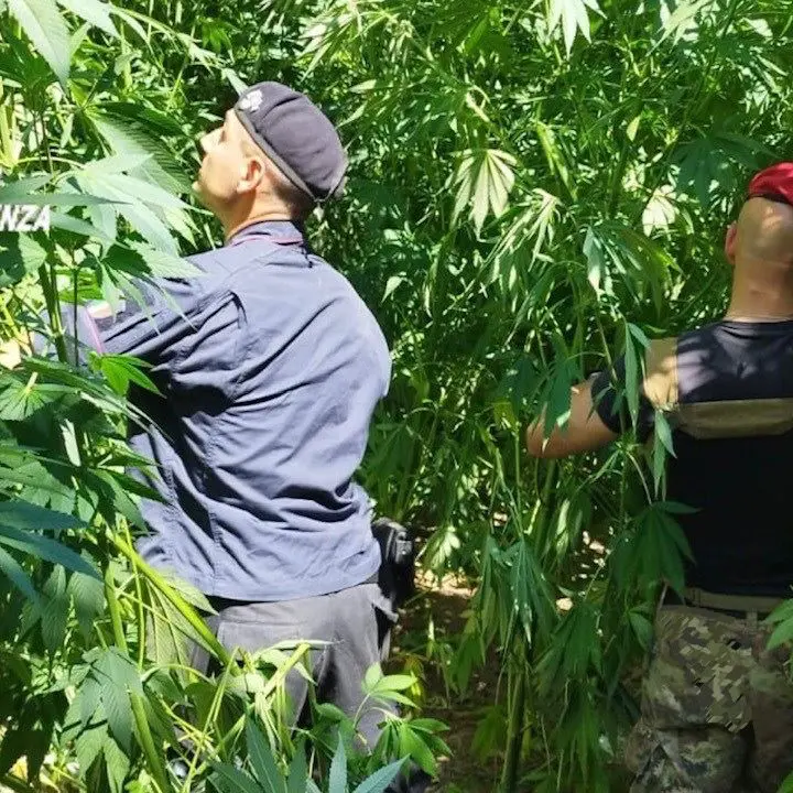 I Carabinieri sequestrano 130 piante di marijuana e le distruggono sul posto