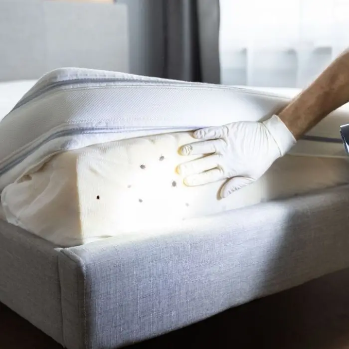 Cimici, acari e pulci: gli ospiti indesiderati a letto. Ecco i rimedi