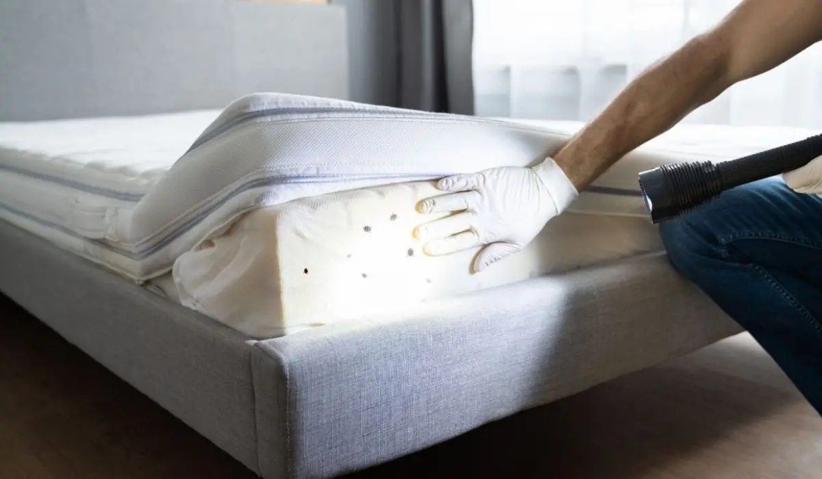 Cimici, acari e pulci: gli ospiti indesiderati a letto. Ecco i rimedi