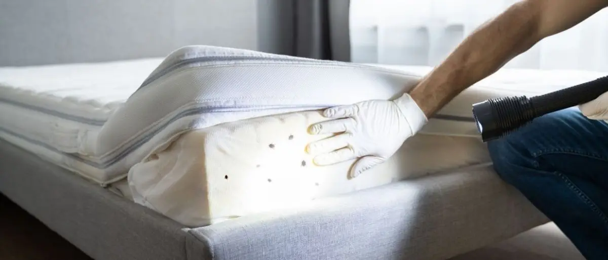 Cimici, acari e pulci: gli ospiti indesiderati a letto. Ecco i rimedi