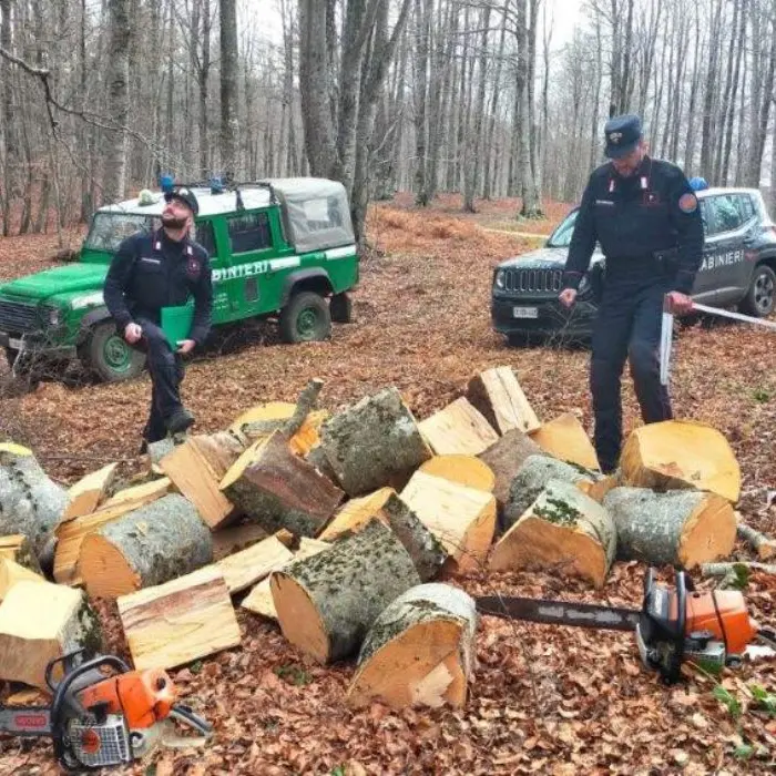 Furto di legna, due arresti dei Carabinieri Forestali nel Parco Nazionale della Sila