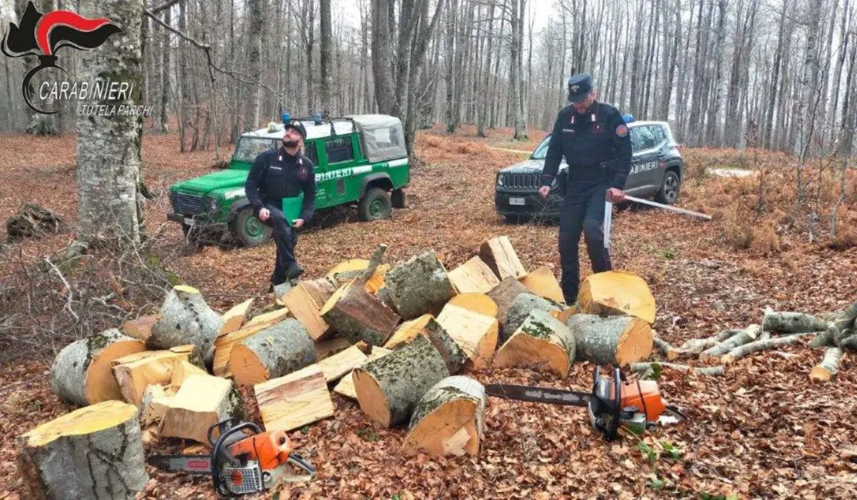 Furto di legna, due arresti dei Carabinieri Forestali nel Parco Nazionale della Sila
