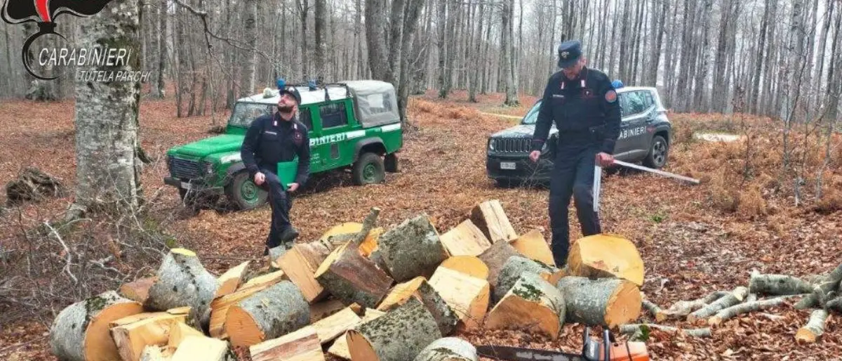 Furto di legna, due arresti dei Carabinieri Forestali nel Parco Nazionale della Sila