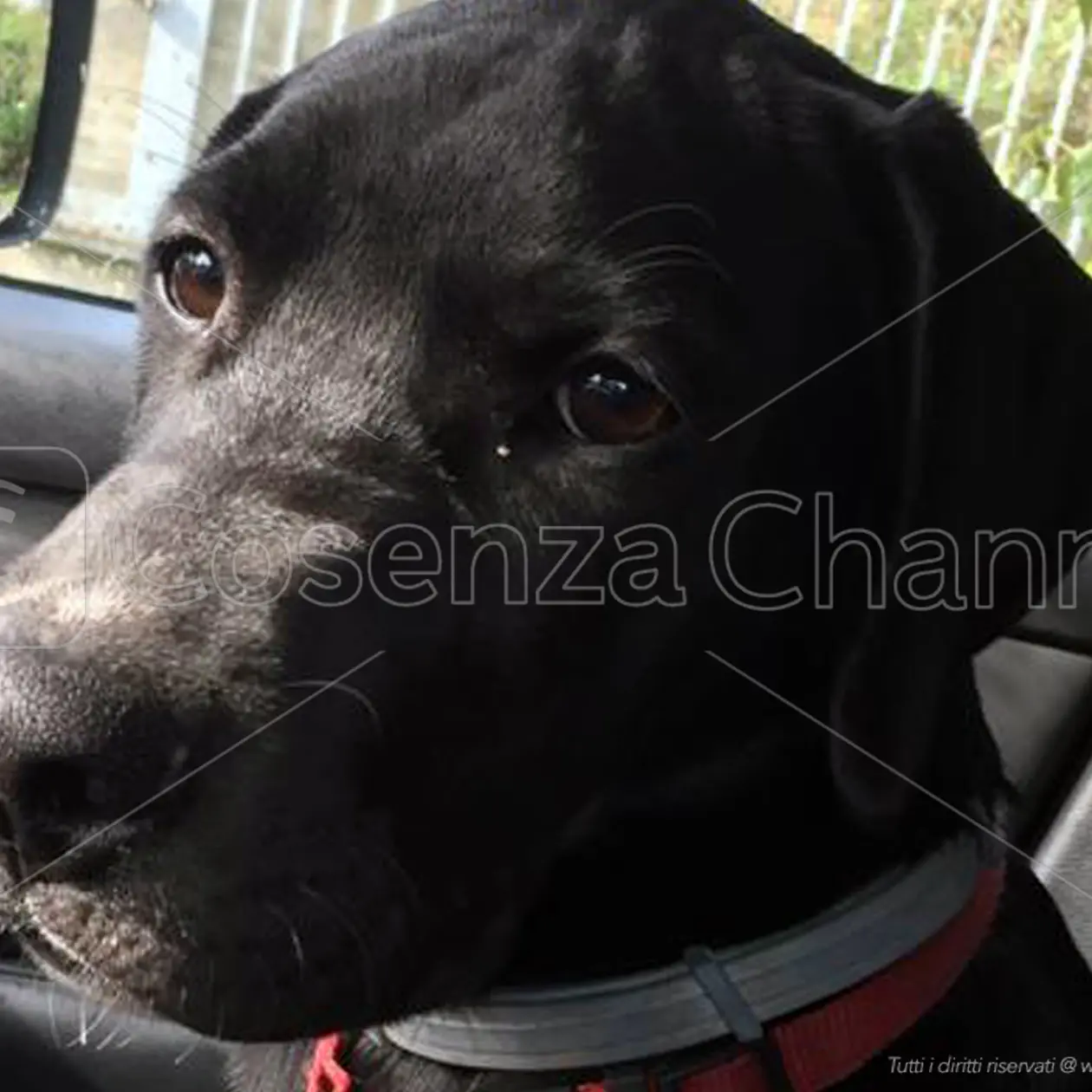 La storia di Simba, ammazzato a Fuscaldo con una fucilata per aver seguito il calore di una cagnolina