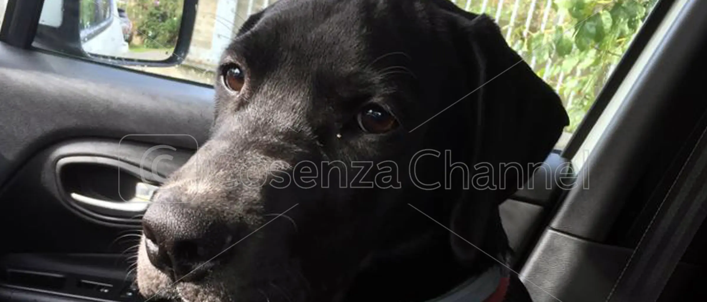 La storia di Simba, ammazzato a Fuscaldo con una fucilata per aver seguito il calore di una cagnolina