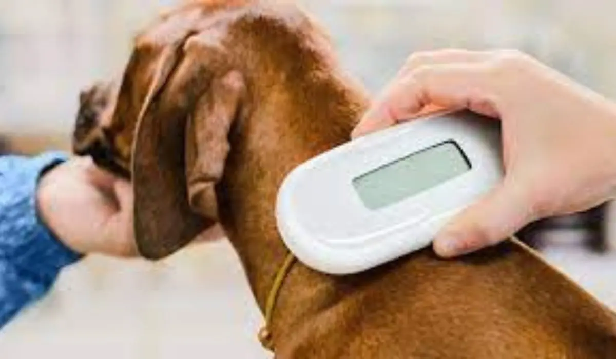 In Lombardia il maggior numero di animali domestici con microchip