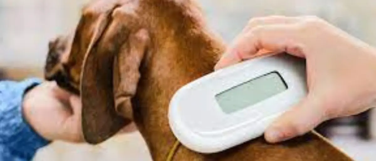 In Lombardia il maggior numero di animali domestici con microchip