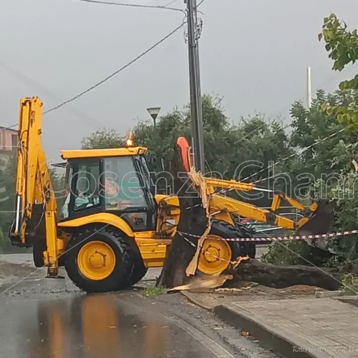 Tortora: il maltempo abbatte un albero, danneggiata un'auto
