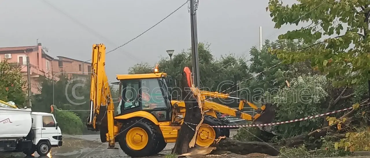 Tortora: il maltempo abbatte un albero, danneggiata un'auto