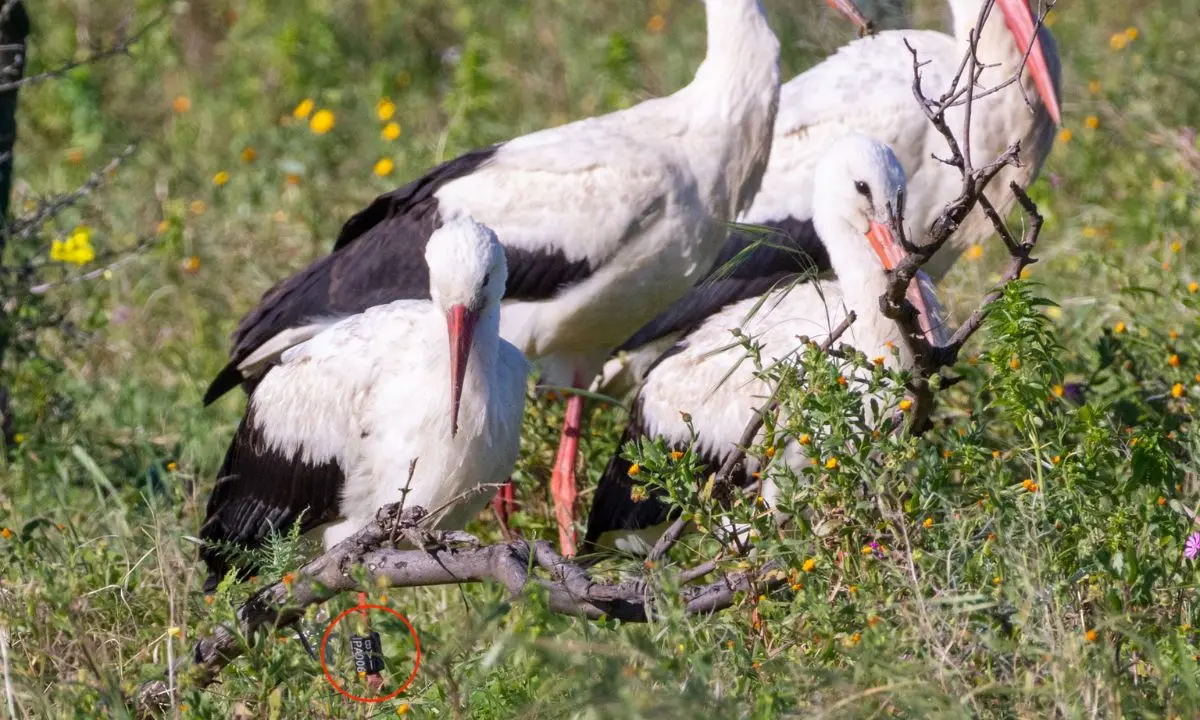 Cicogne bianche nate in Calabria e avvistate in Sicilia