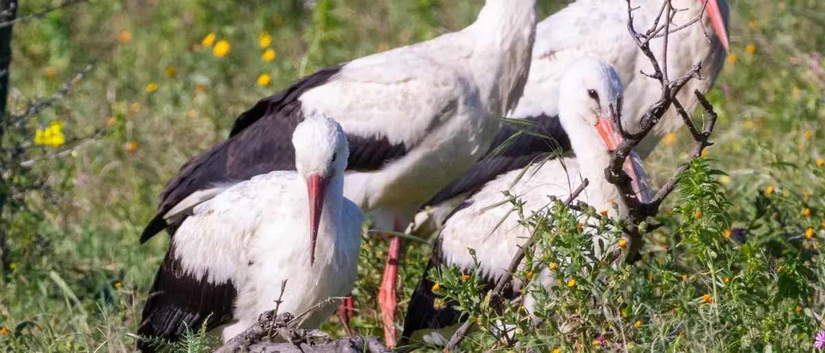 Cicogne bianche nate in Calabria e avvistate in Sicilia