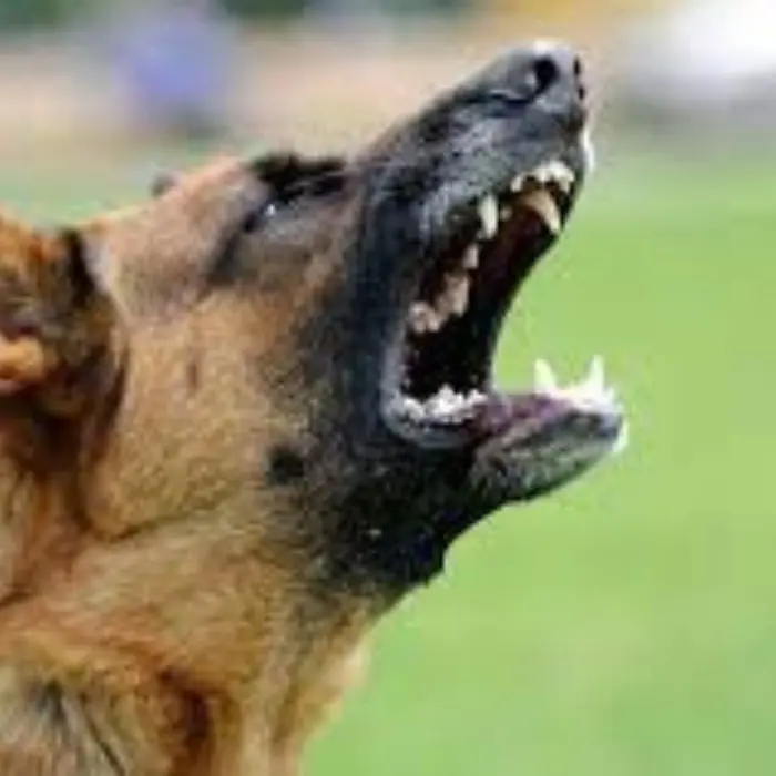 Castrovillari, il tribunale condanna un uomo perché il suo cane abbaiava troppo