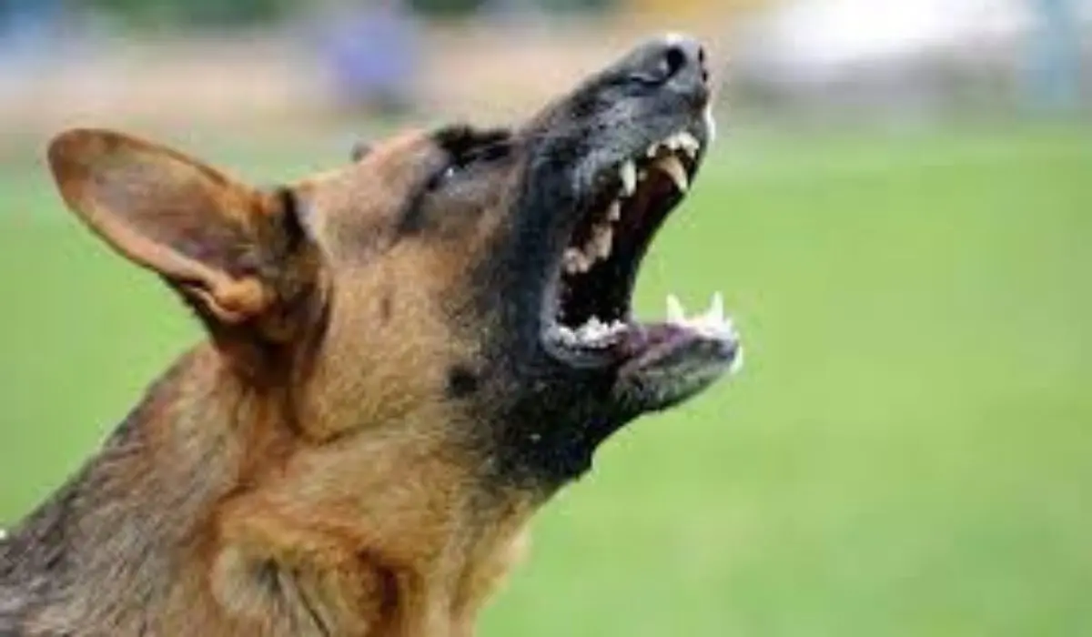 Castrovillari, il tribunale condanna un uomo perché il suo cane abbaiava troppo