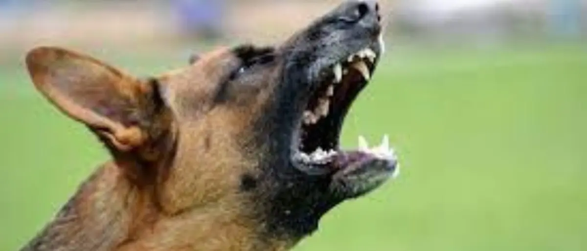 Castrovillari, il tribunale condanna un uomo perché il suo cane abbaiava troppo