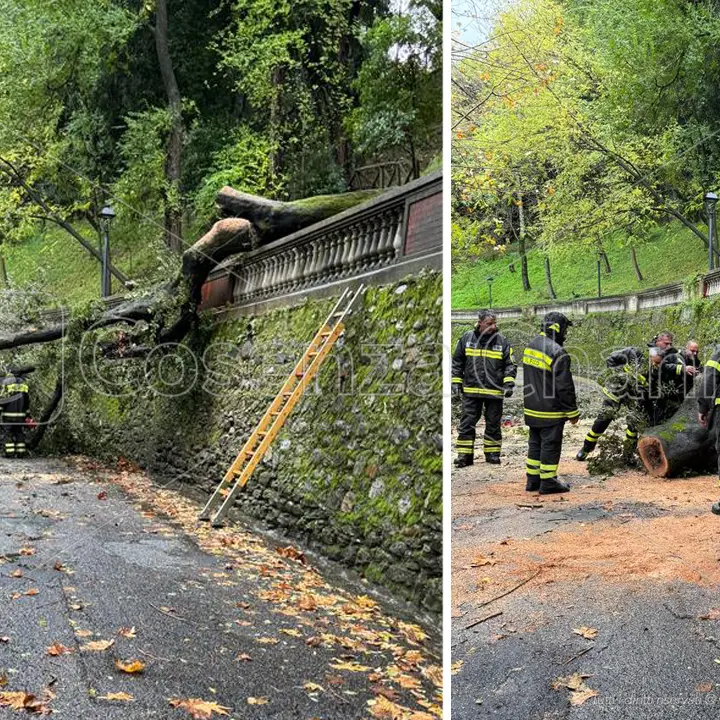 Cosenza, nuovo crollo di un albero su Via Petrarca nel centro storico