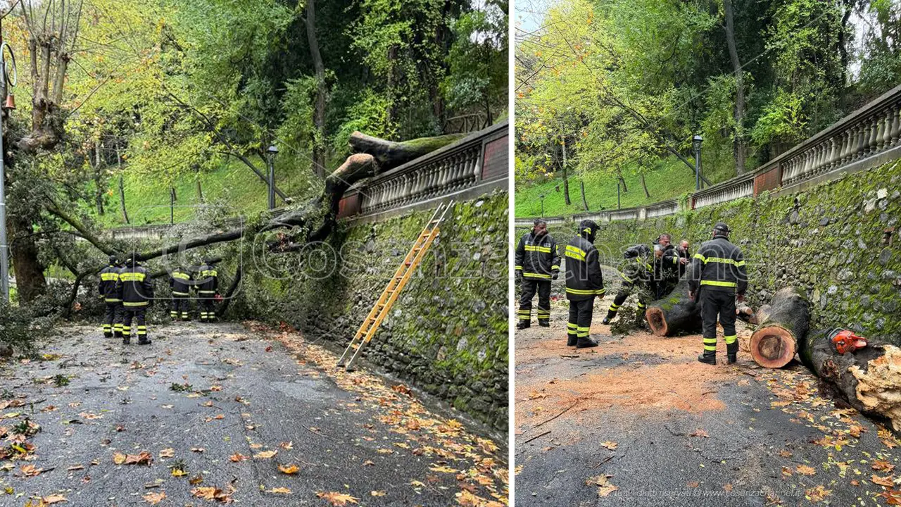 Cosenza, nuovo crollo di un albero su Via Petrarca nel centro storico